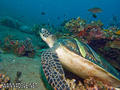 foto de buceo
