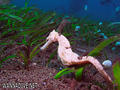 foto de buceo