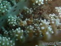 foto de buceo