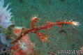foto de buceo