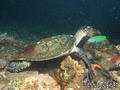 foto de buceo