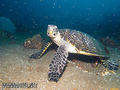 foto de buceo