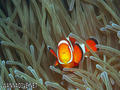 foto de buceo