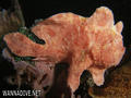 foto de buceo