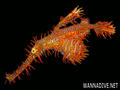 foto de buceo