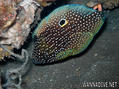 foto de buceo