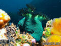 foto de buceo