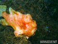 foto de buceo
