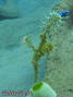 foto de buceo