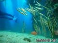foto de buceo