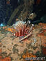 foto de buceo