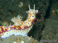 foto de buceo