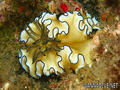 foto de buceo