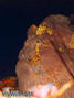 foto de buceo