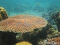 foto de buceo