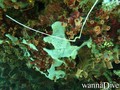foto de buceo