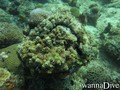 foto de buceo