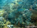 foto de buceo