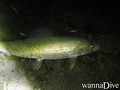 foto de buceo