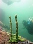 foto de buceo