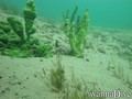 foto de buceo