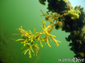 foto de buceo