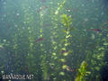 foto de buceo