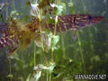 foto de buceo