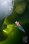 foto de buceo