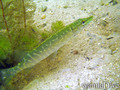foto de buceo