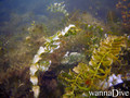 foto de buceo