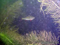 foto de buceo
