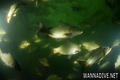 foto de buceo
