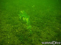 foto de buceo