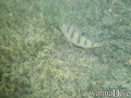 foto de buceo