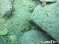 foto de buceo