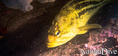 foto de buceo