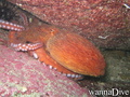 foto de buceo
