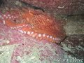 foto de buceo