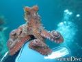 foto de buceo