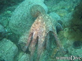 foto de buceo