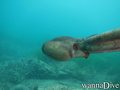 foto de buceo