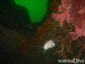 foto de buceo