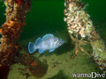 foto de buceo