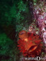 foto de buceo