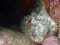 foto de buceo