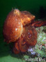 foto de buceo