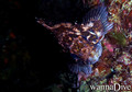 foto de buceo