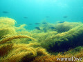 foto de buceo