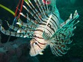 foto de buceo
